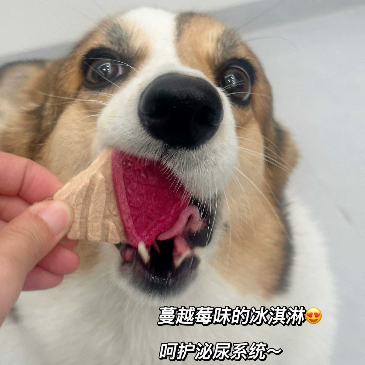 Yougodo Maifudi 2,5 кг питательная лесная мясная нить для собак