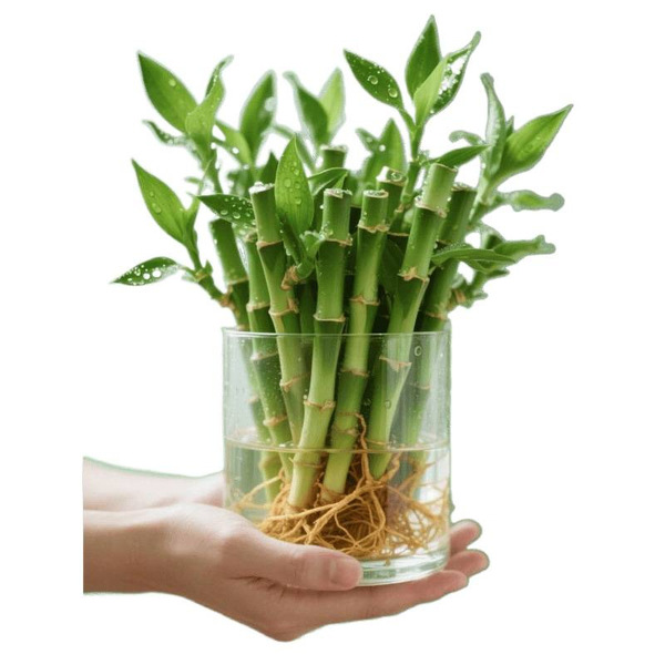 Mini Rich Bamboo Dragon Bamboo Guanyin Bamboo Festival High Trumpet…