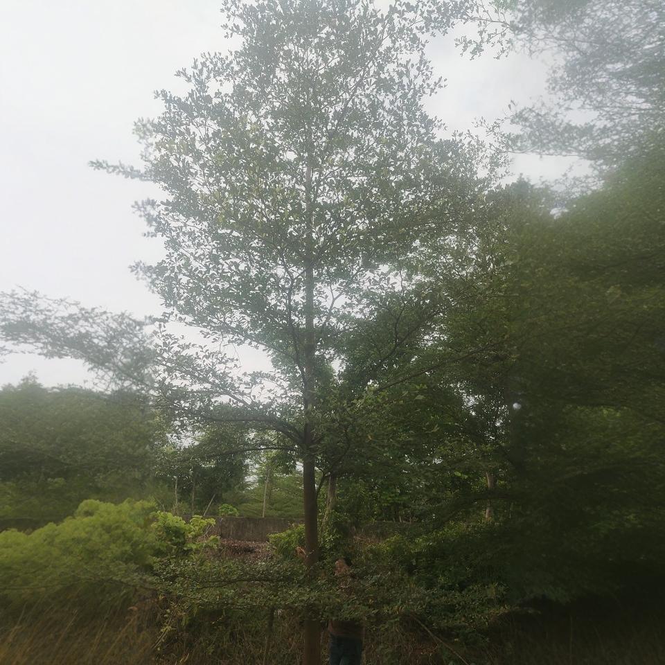 小叶榄仁树苗细叶榄仁绿化风景树雨伞树锦叶榄仁苗四季常绿植物