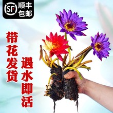 ˯ɏˮ��ֲ�����K����˯ɏ���ļ�ɏ��ˮ�B����˯ɏ���o�ɻ�����