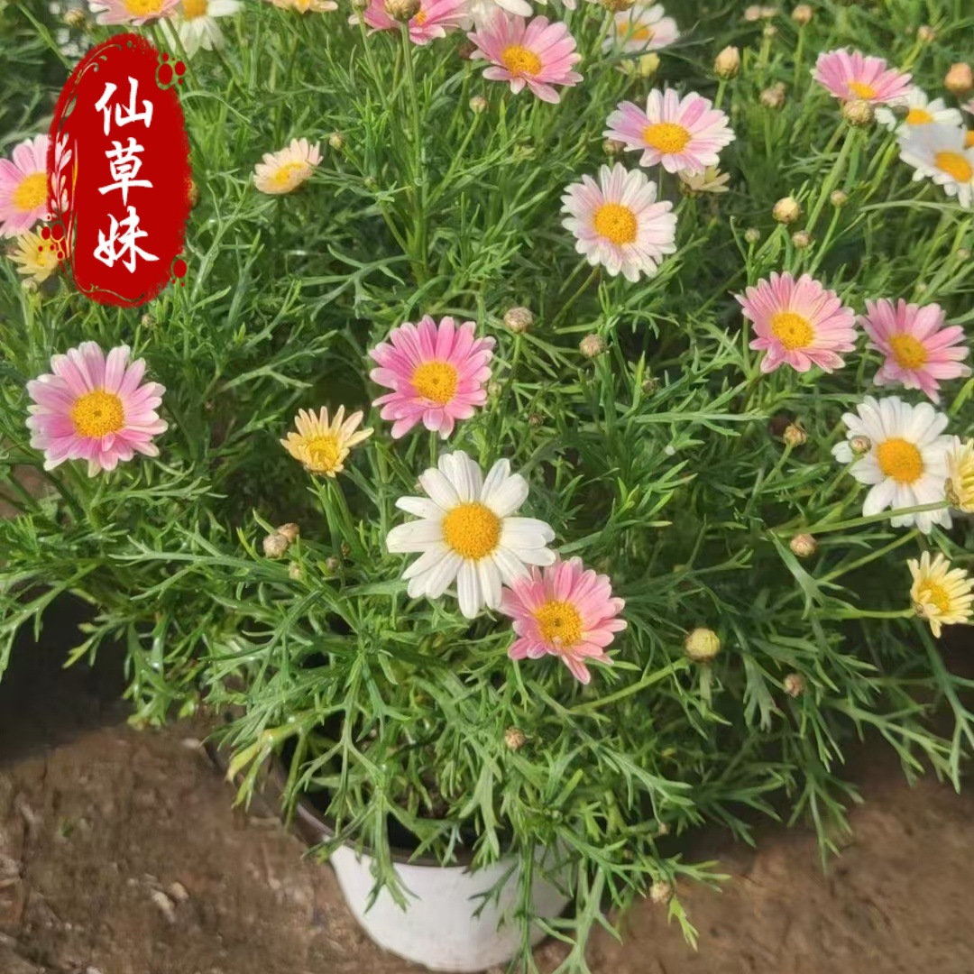 玛格丽特杯苗盆栽 多色花苗穴盘苗 万寿菊木春菊 黄金菊草花苗
