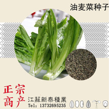 散装四季高产油麦菜种子 莜麦菜 叶用莴苣 免运费