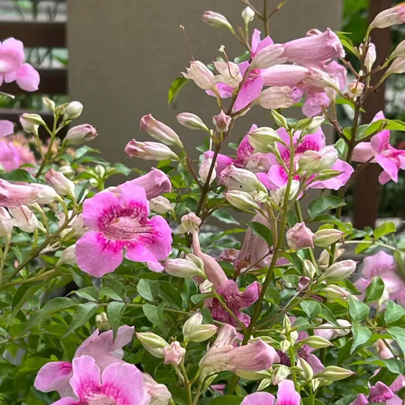 Труба Лиана цветок косметичка Цветочная граница цветение альпинистская лоза цветущие растения Чэнду Ландшафтный проект восхождение саженцы винограда