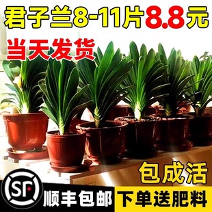 �ļ������m���Ԏ�����С�绨�ܶ���ֲ���҃�ˮ����B�׻�Gֲ��ȫ