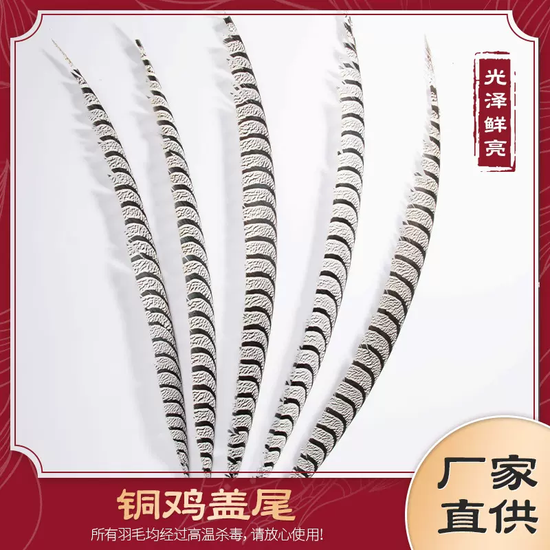 现货铜鸡盖尾60-100cm野禽毛野鸡尾野鸡翎子服装饰品表演羽毛鸡毛