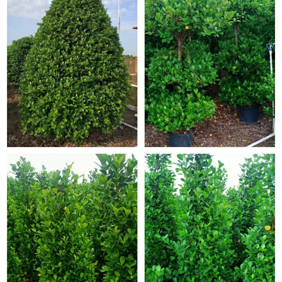 火山榕 金钱榕 绿篱花苗 榕树 中山绿植灌木基地批发