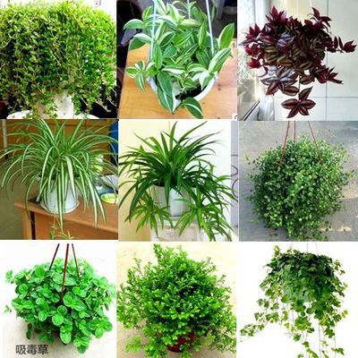 Dropshipping Ivy Potted Hanging Orchid Purifying Formaldehyde Indoor Balcony Evergreen Vine Hanging Hydroponic Green