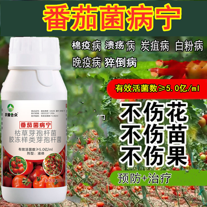 Thuốc đặc trị bệnh virus cà chua, thuốc trị nấm cà chua trị bệnh thối, bệnh nấm than, bệnh mốc xám và bệnh lá.