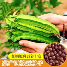 �߮a���ⶹ�N���������N�˵�ͥԺ�������ĽǶ��ʵ۶��羳�������b