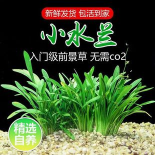 Daye Huang Jiuguan Red and Green Palace Aquatic Plants Fish Tank Middle and Rear Landscaping Decoration Freshwater Negative Grass Living Lazy Aquatic Plants