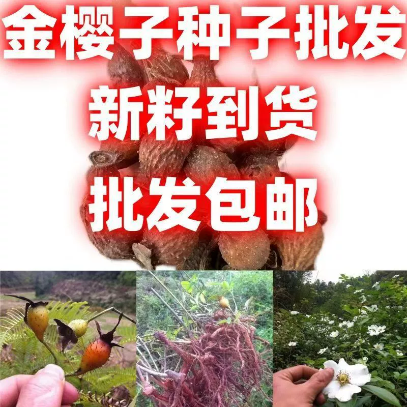 Полевые саженцы золотистой вишни, недавно собранные семена золотистой вишни, саженцы опунции, сахарные банки с золотистой вишней, ингредиенты для вина, китайские лекарственные материалы.