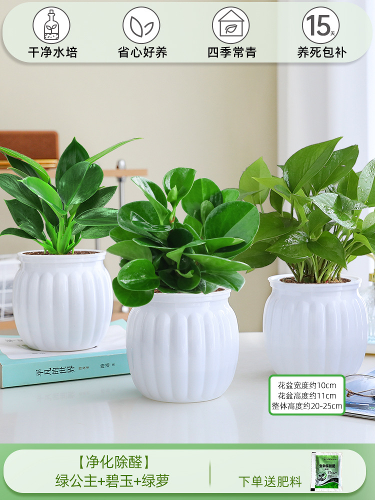 [정화 및 알데히드 제거] 그린 프린세스 + 재스퍼 + 포토스