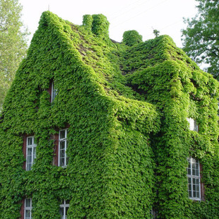 Base Wholesale Climbing Vine Plants, Three-Leaf Ground Brocade Seedlings, Greening Projects, Vine Plants, Three-Leaf Creeper Seedlings