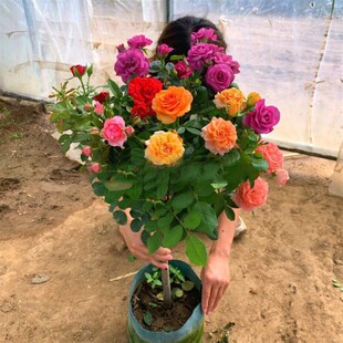 ��ɫ�����ǘ䘶�¼��̨�W����Ϙ�õ�廨�����ļ�ͥԺ�_������