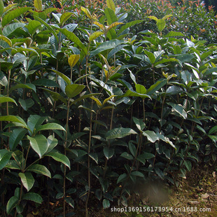Purchase Osmanthus from Xingde Nursery for Osmanthus Saplings and Large Quantities of Greening Seedlings. Price Consultation
