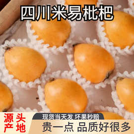 现货攀枝花米易枇杷大果甜琵琶琵笆批把3斤新鲜水果当季孕妇水果