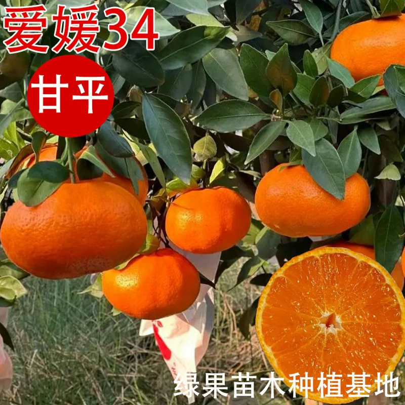 Саженцы Эхиме № 34, саженцы цитрусовых Ганпинг, саженцы апельсинов Ганпинг, саженцы позднеспелых цитрусовых, саженцы апельсинов