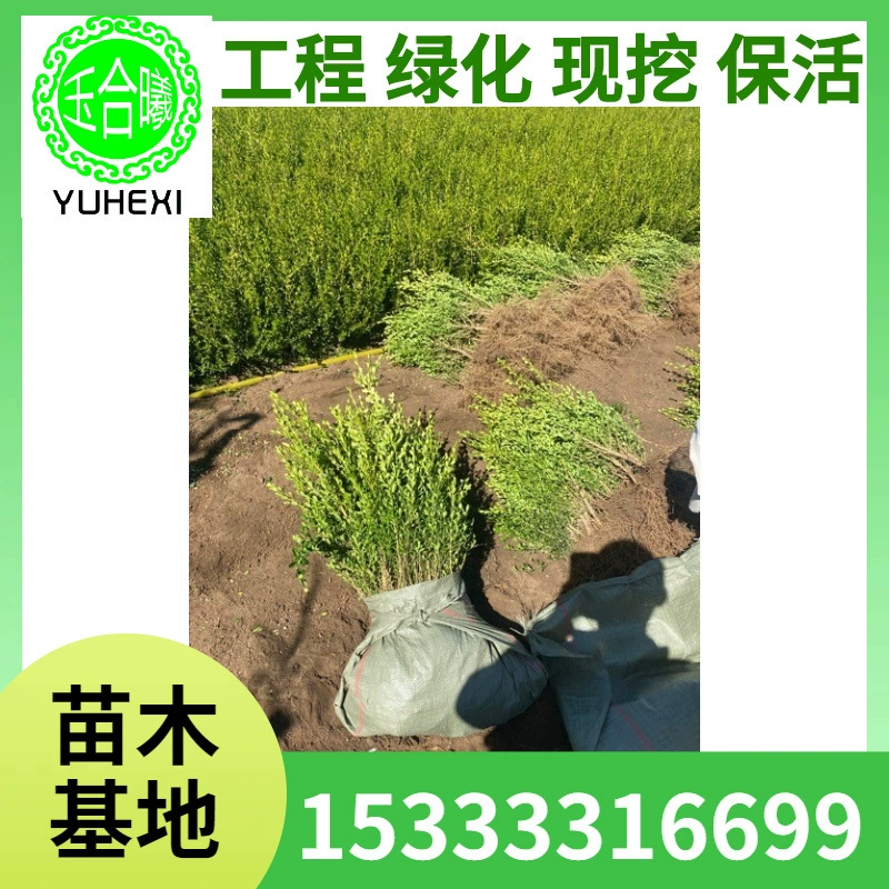 Маленькие саженцы Buxus, кустарники, саженцы вечнозеленой омелы, саженцы вечнозеленой омелы для ландшафтного дизайна, ландшафтного дизайна сада, саженцы омелы