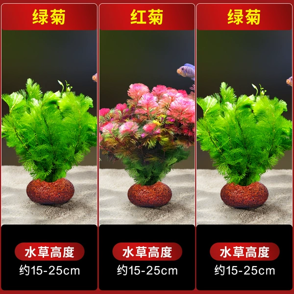 [Green chrysanthemum + red chrysanthemum + green chrysanthemum] Volcanic stone