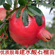 世纪红石榴树苗突尼斯软籽无籽黑石榴南方北方四季阳台盆栽水果树