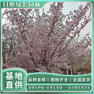 4���֪��ѻ���Nֲ���� �ѻ��@�����l�@���L����ֱ�N