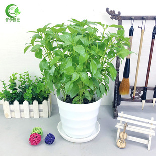 ��ʳ�þŌ��������_���~�𲻓Q�������������Gֲ���̨Ժ�����