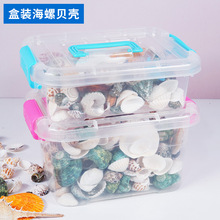 批发塑料盒装贝壳海螺海星diy装饰摆件礼物海洋科教儿童礼品鱼缸
