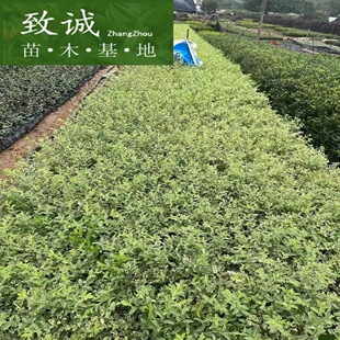 ���~Ůؑ �y��СϞС�� ͥԺ�Gֲ  �S�һ���ֱ�N