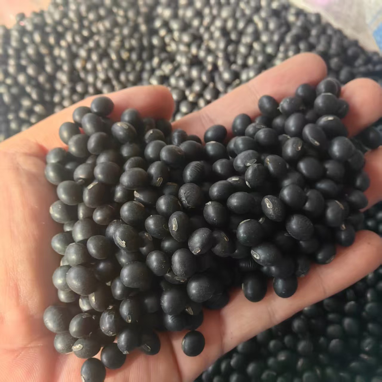 Northeast Yellow-Heart Black Beans Hei Dou 2025 New Season Dried Whole Beans for Cooking and Herbal Use quality and texture