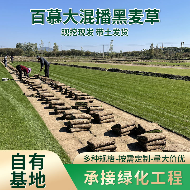 混播百慕大草卷矮生四季青狗牙根护坡高羊茅早熟禾多年生黑麦草皮