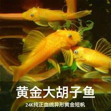 黄金胡子鱼蓝眼胡子鱼黄金红眼大帆红眼胡子工具鱼清洁鱼