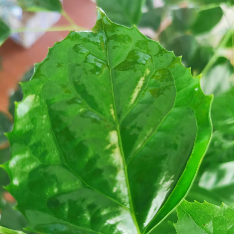 化工润湿农药用渗透润湿剂批发铺展剂扩散农用有机硅助剂渗透液