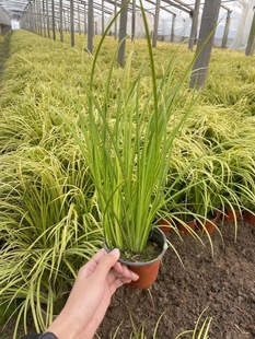 For Gold Leaf Calamus