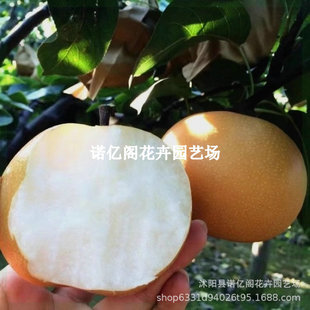 �޽��������ش�ʹ����S����ѩ�����ϱ��Nֲ���Թ����箔��Y��