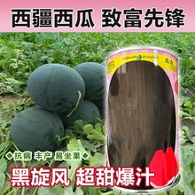 黑皮红瓤西瓜种苗一力2号肉质脆糖度高西瓜种子春夏季水果种子孑