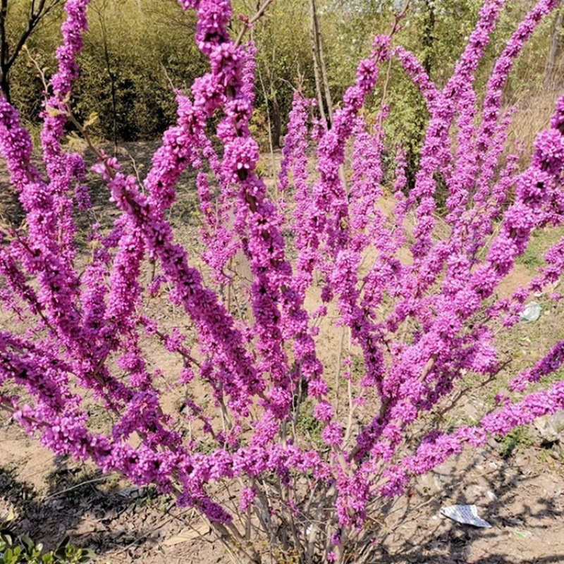 紫荆花树苗 占地紫荆苗 紫荆树苗 满条红庭院开花树苗 耐寒绿化苗