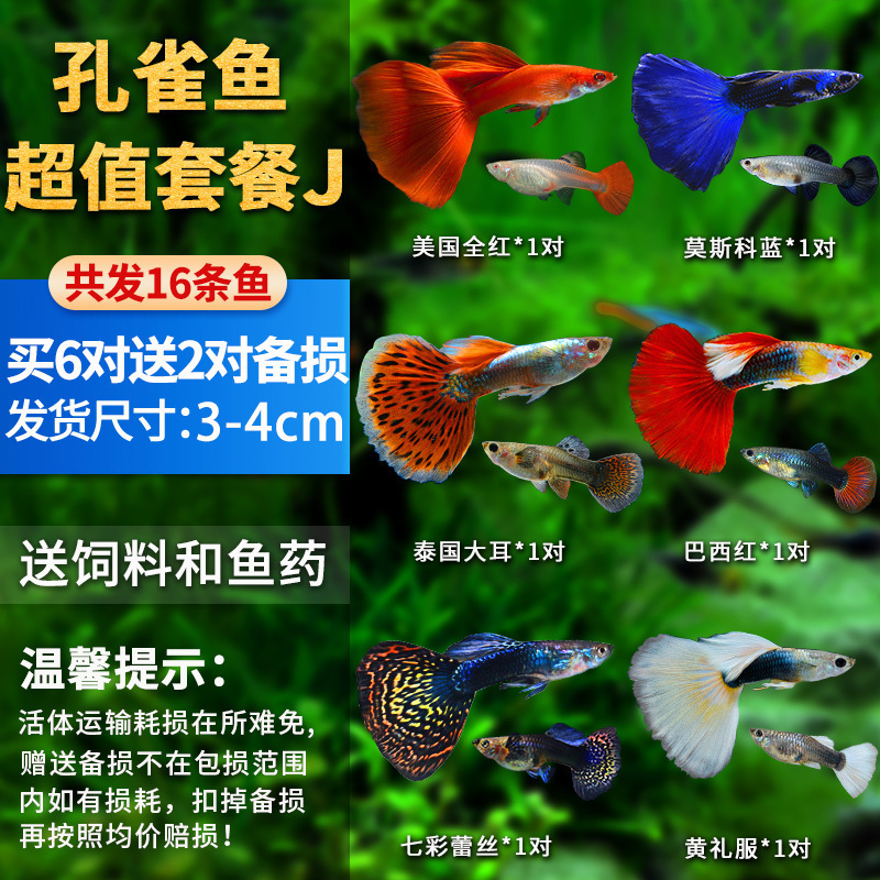 孔雀鱼精品小鱼缸观赏鱼好养耐活热带鱼活鱼天空蓝小型小鱼苗|undefined