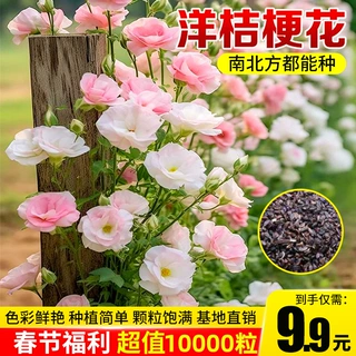 厂家批发洋桔梗花四季易活播种盆栽地栽南北方种植浇水多色系