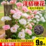 播种盆栽种植多色洋桔梗