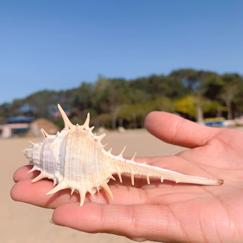 Witch bone snails natural conch shell threading snail bone snail shooting props floor fish tank decoration decoration