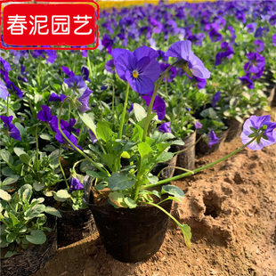 Pansy Cup Seedlings, Cold-Season Grass Florals, Winter Cold-Resistant Ornamental Florals, Qingzhou Base Straight Hair, Large Quantity, Excellent Price