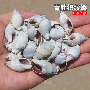 青肚织纹螺鱼缸造景装饰贝壳海螺DIY手工画材料寄居蟹替换壳批发-阿里巴巴