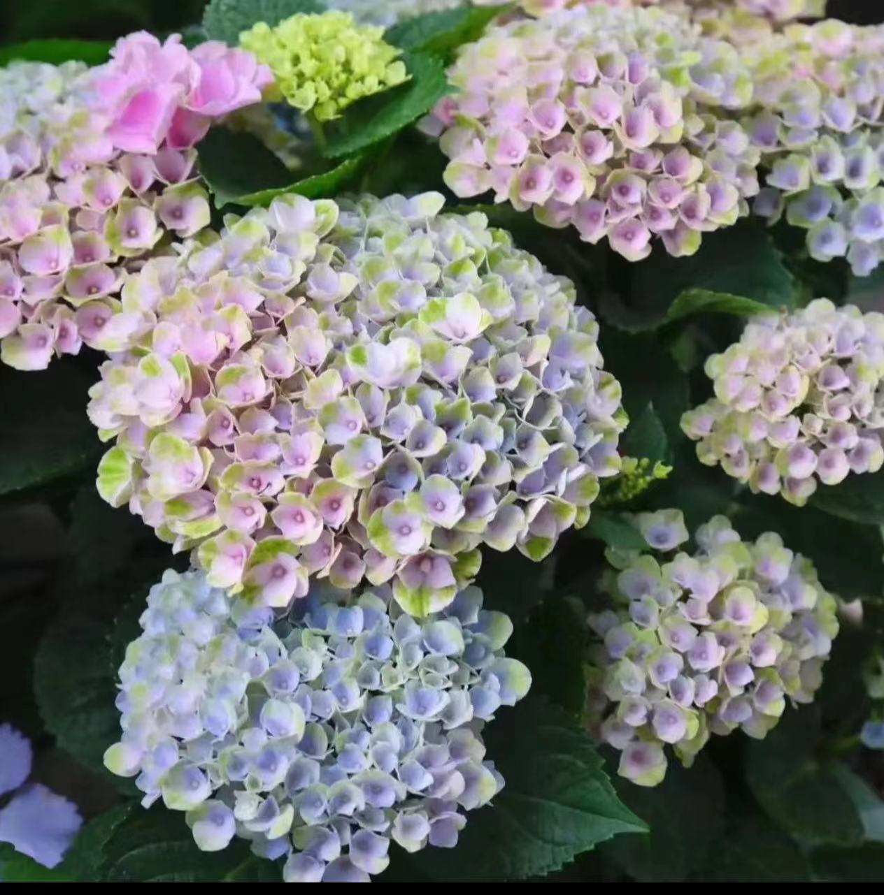 특가 인기 그라데이션 컬러(매직 혁명) 높이 - 20~40cm ¥39.9 - 세면대 포함