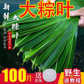 特大新鲜粽叶100片天然野生箬叶包粽子叶子非干粽叶新叶竹叶包邮