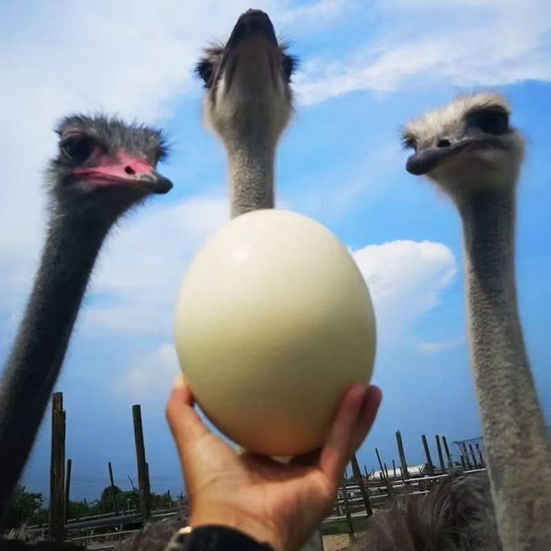 Fresh Large Ostrich Egg Farm Free-Range Green Healthy Edible Holiday Gift Box Damage Compensation Business Delicious
