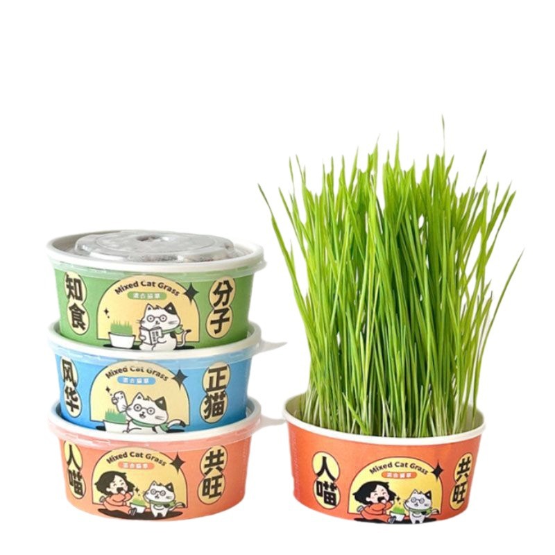 Cama de gato plantación en maceta perezosa plantación de cama de gato taza semillas de cama de gato cabello auto-cultivo cama de gato comida pequeña perezosa pasta de espuma cama de gato