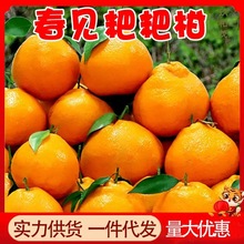 四川春见耙耙柑应当季现摘新鲜水果春见柑橘整箱批发眉山粑粑柑
