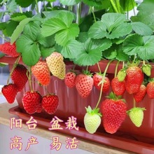 羳؛ͲݮNļ̨ԲݮNˮ҃ȷNֲr