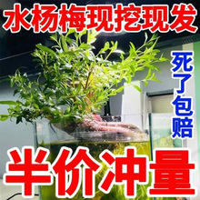 �Gֲ�~���쾰ˮꑸ�ˮ��÷�Ϙ�ˮ��ֲ��G����ֲ���҃�ˮ��