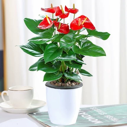 꽃이 있는 특급 안스리움 + [흰색 게으른 화분] + 영양액